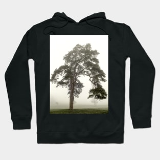 Scots Pine in fog Hoodie